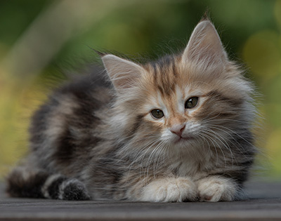 Tanja - 8 weeks old