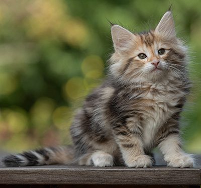 Tanja - 8 weeks old