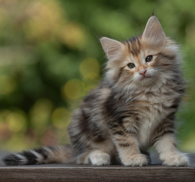 Tanja - 8 weeks old