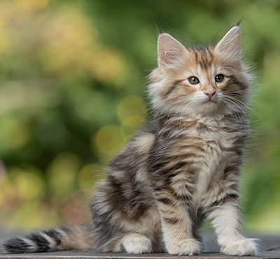 Tanja - 8 weeks old