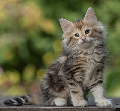 Tanja - 8 weeks old