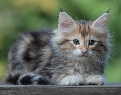 Tanja - 8 weeks old