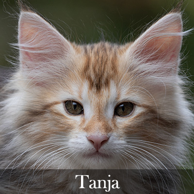 Tanja