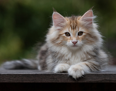 Tatjana - 12 weeks old