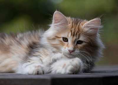 Tatjana - 12 weeks old