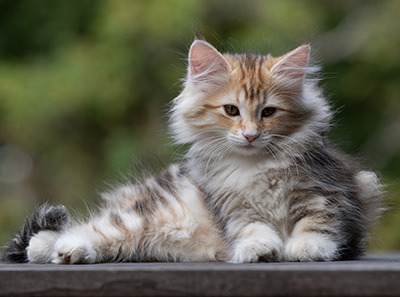 Tatjana - 12 weeks old