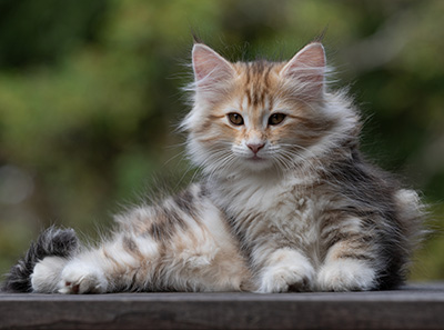 Tatjana - 12 weeks old