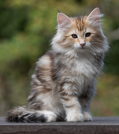 Tatjana - 12 weeks old