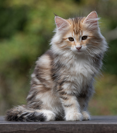 Tatjana - 12 weeks old