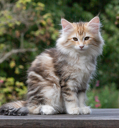 Tatjana - 12 weeks old
