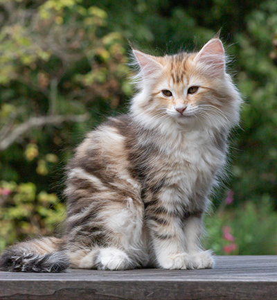 Tatjana - 12 weeks old