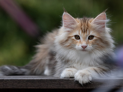 Tatjana - 12 weeks old