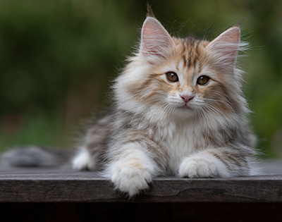 Tatjana - 12 weeks old