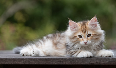 Tatjana - 12 weeks old