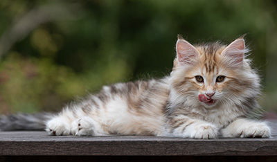 Tatjana - 12 weeks old