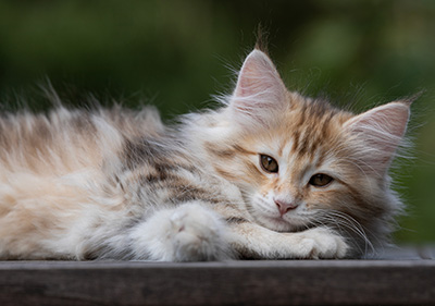 Tatjana - 12 weeks old