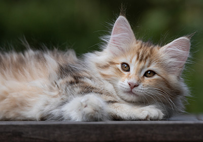 Tatjana - 12 weeks old