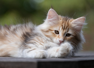 Tatjana - 12 weeks old