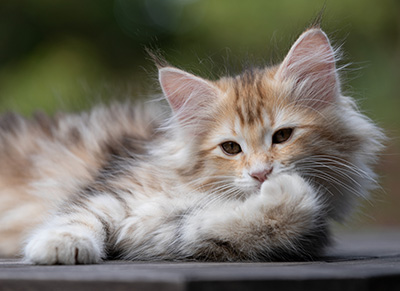 Tatjana - 12 weeks old