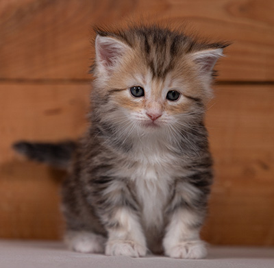 Tatjana - 4 weeks old