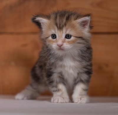 Tatjana - 4 weeks old