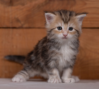 Tatjana - 4 weeks old