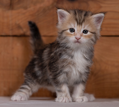 Tatjana - 4 weeks old