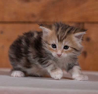 Tatjana - 4 weeks old
