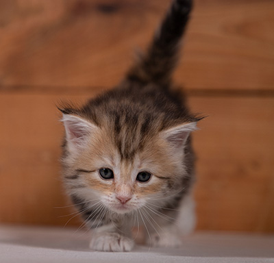 Tatjana - 4 weeks old