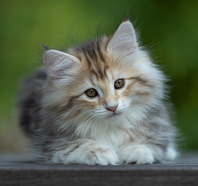 Tatjana - 8 weeks old