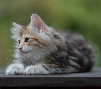 Tatjana - 8 weeks old