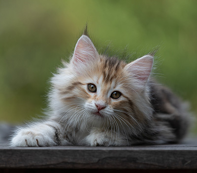 Tatjana - 8 weeks old