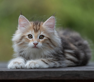 Tatjana - 8 weeks old