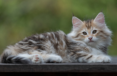 Tatjana - 8 weeks old