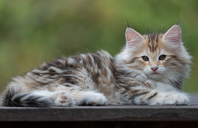 Tatjana - 8 weeks old