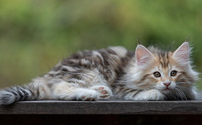 Tatjana - 8 weeks old