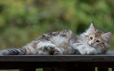 Tatjana - 8 weeks old