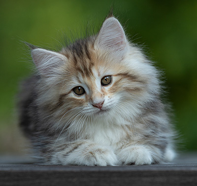 Tatjana - 8 weeks old