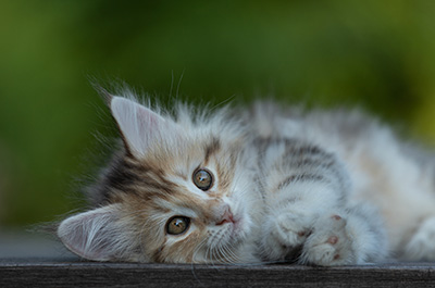 Tatjana - 8 weeks old