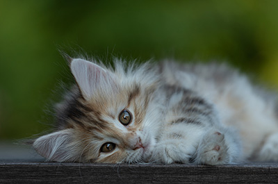 Tatjana - 8 weeks old