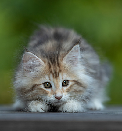 Tatjana - 8 weeks old