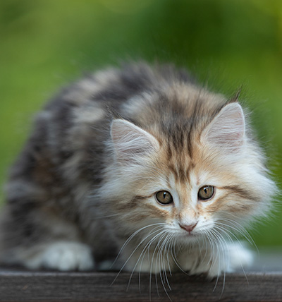 Tatjana - 8 weeks old