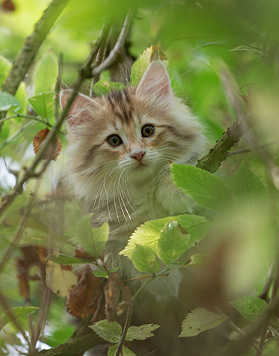 Tatjana - 8 weeks old