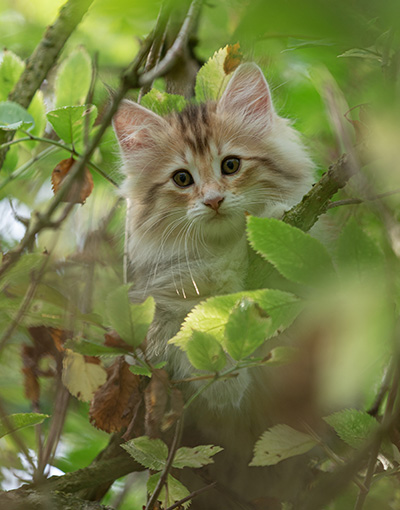 Tatjana - 8 weeks old
