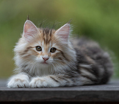 Tatjana - 8 weeks old