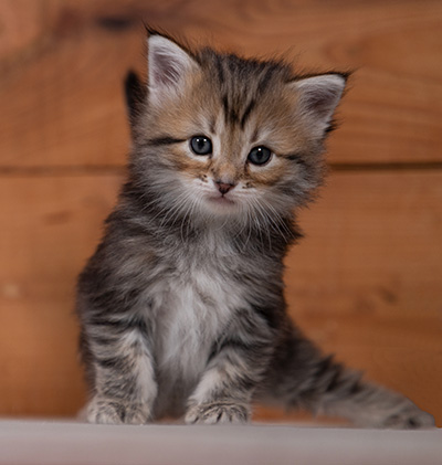 Tia-Dora - 4 weeks old
