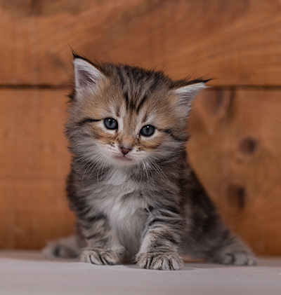 Tia-Dora - 4 weeks old