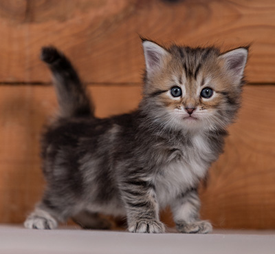 Tia-Dora - 4 weeks old