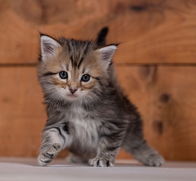 Tia-Dora - 4 weeks old