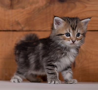 Tia-Dora - 4 weeks old